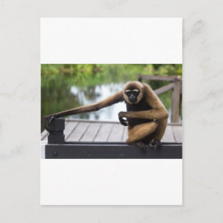 gibbon postcard