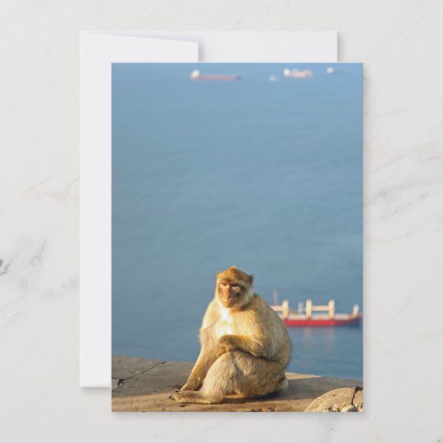 Gibraltar Barbary ape (Front)