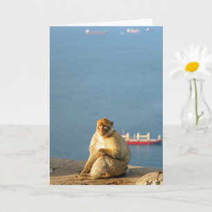 Gibraltar Barbary ape Card