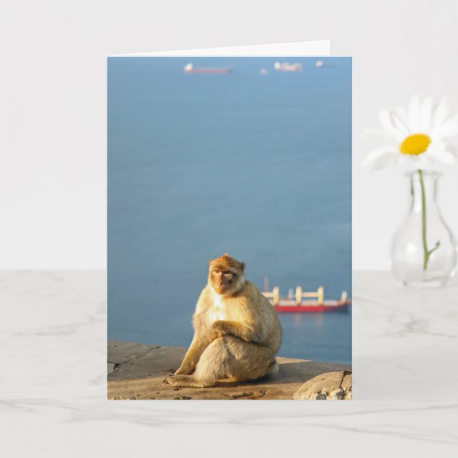 Gibraltar Barbary ape Card (Small Plant)