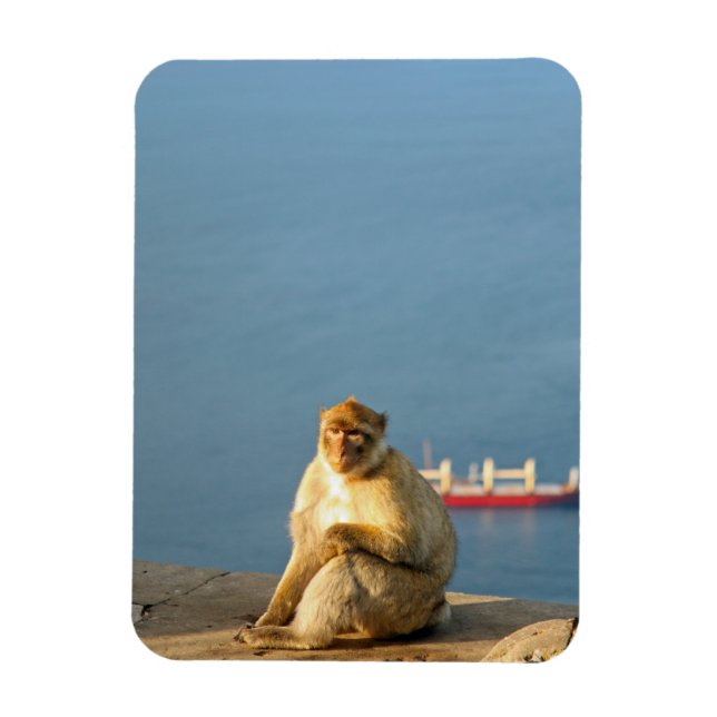 Gibraltar Barbary ape Magnet (Vertical)