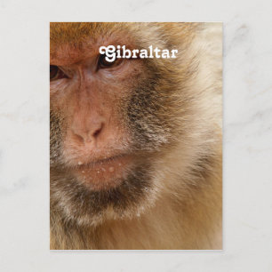 Gibraltar Barbary Macaques Postcard