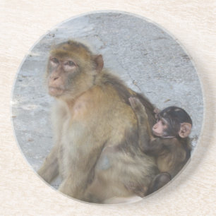 Gibraltar Monkeys coaster