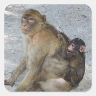 Gibraltar Monkeys stickers