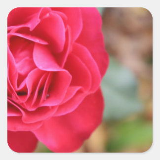 Gift with rose for Valentine's Day Square Sticker