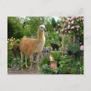 "Gigi The Llama" Postcard