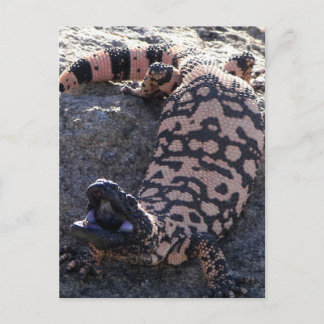 Gila Monster Postcard