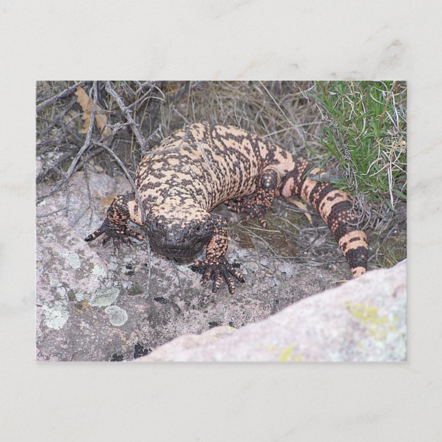 Gila Monster Postcard (Front)