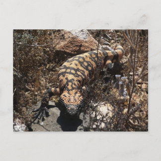 Gila Postcard