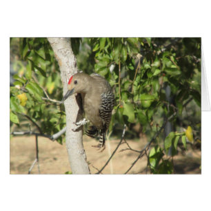Gila Woodpecker