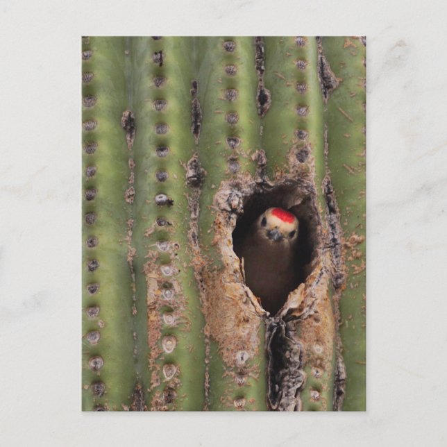 Gila Woodpecker in Saguaro Postcard (Front)
