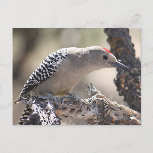 Gila Woodpecker Postcard (Front)