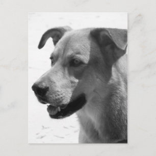 Gilbert Postcard