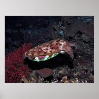 Gili Cuttlefish