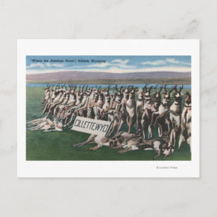 Gillette, WY - Where the Antelope Roam Postcard