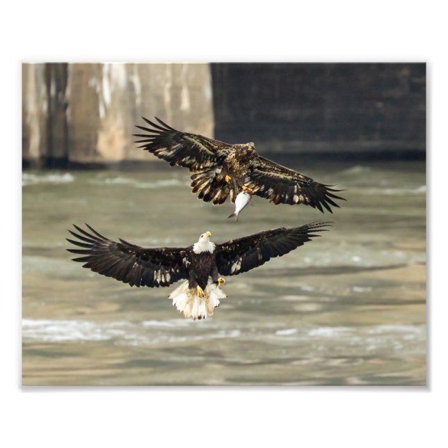 Gimme That Fish. (Eagle Chase) Photo Print (Front)