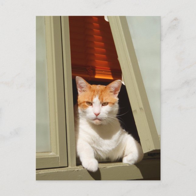 Ginger and white cat sitting at the window postcard (Front)