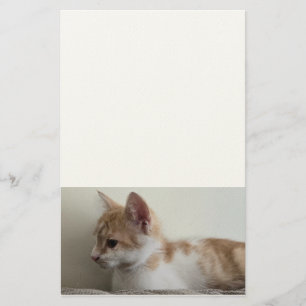 Ginger and White Kitten Stationery