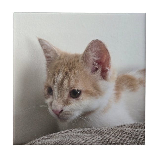 Ginger and White Kitten Tile (Front)