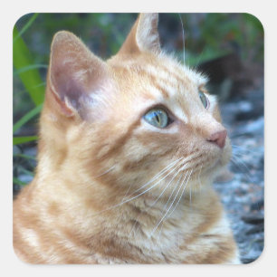 Ginger Boy Square Sticker