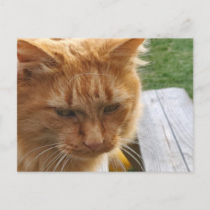 Ginger cat postcard