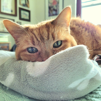 Ginger Cat Says Feel Better Soon Announcement