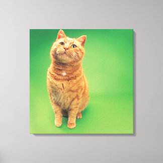 Ginger cat sitting, looking upwards canvas print