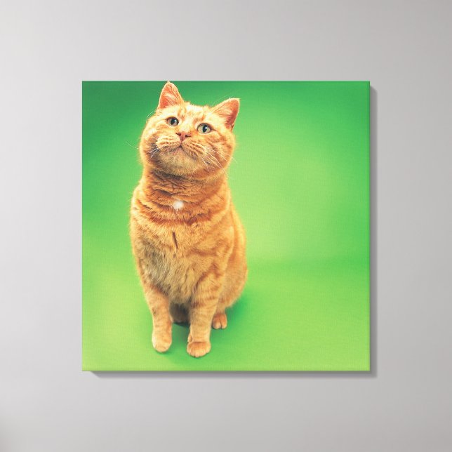 Ginger cat sitting, looking upwards canvas print (Front)
