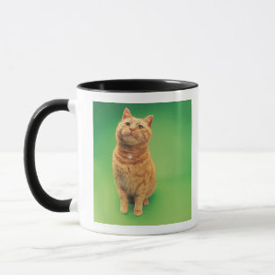 Ginger cat sitting, looking upwards mug