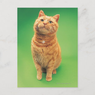 Ginger cat sitting, looking upwards postcard