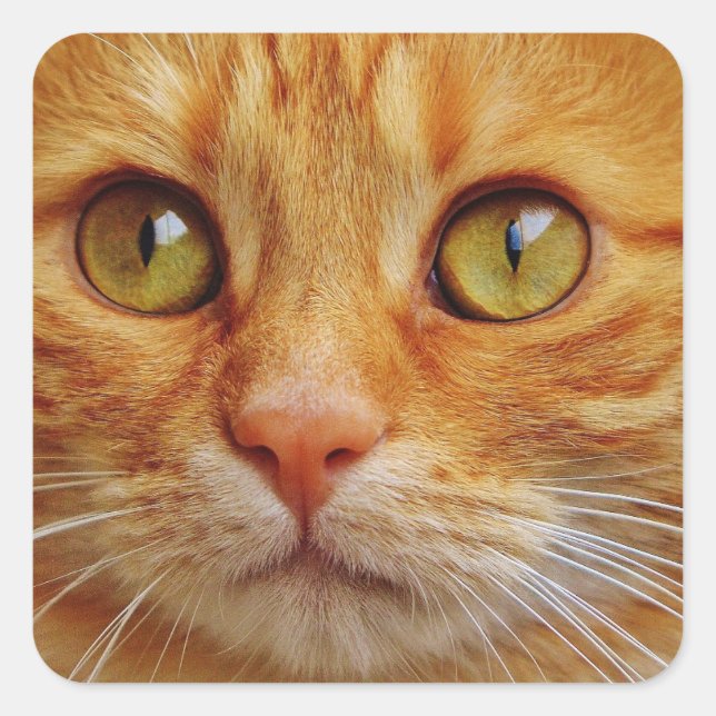 Ginger Cat Square Stickers - Glossy (Front)