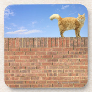 Ginger Cat Standing on Brick Wall Coaster