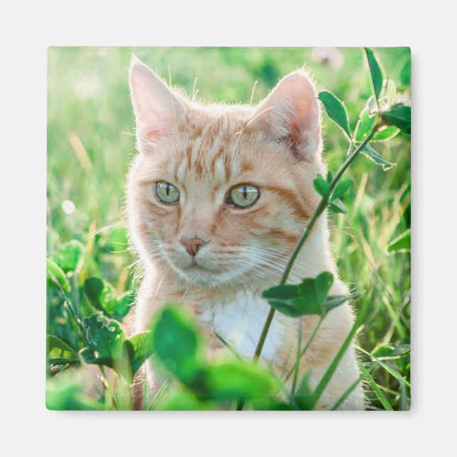 Ginger Cat with Green Eyes in Grass Magnet (Front)