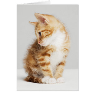 Ginger Kitten