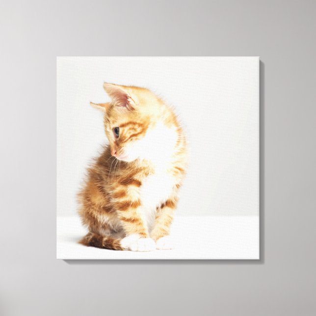 Ginger Kitten Canvas Print (Front)