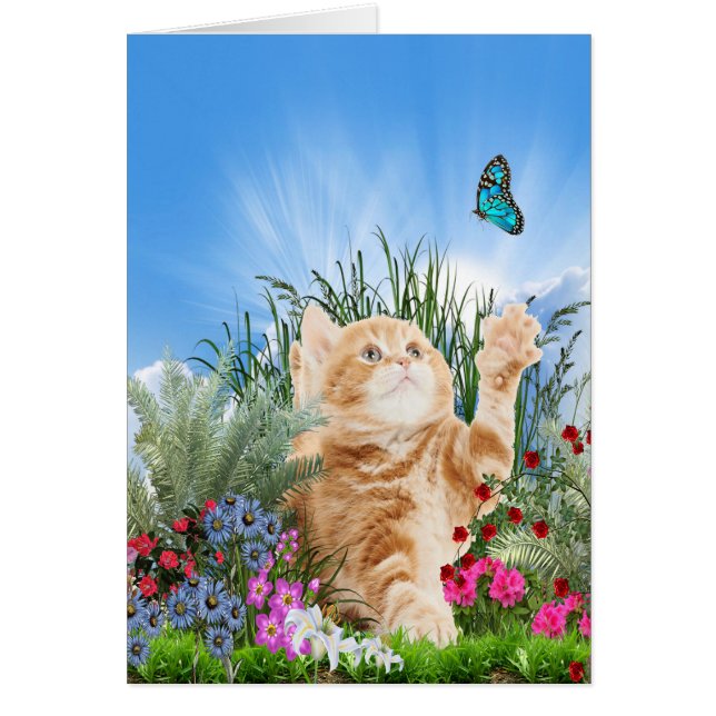 Ginger kitten playing with a butterfly (Front)