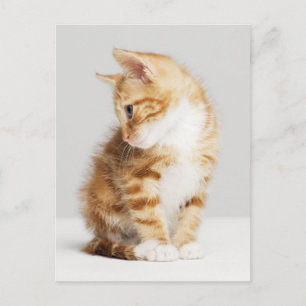 Ginger Kitten Postcard