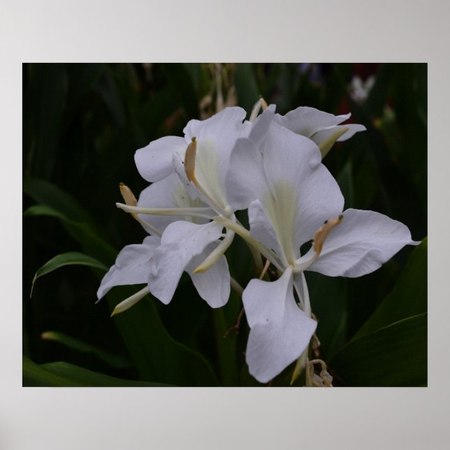Ginger Lily-0105 Poster (Front)
