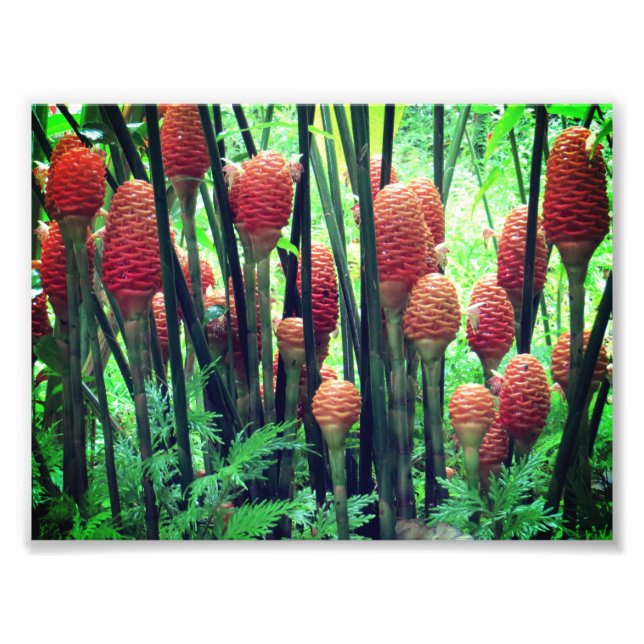 Ginger photo (Front)