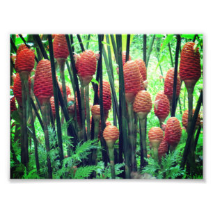 Ginger photo print