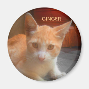 Ginger Tabby Kitty Cat Magnet