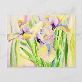 Gingerbread Iris Postcards