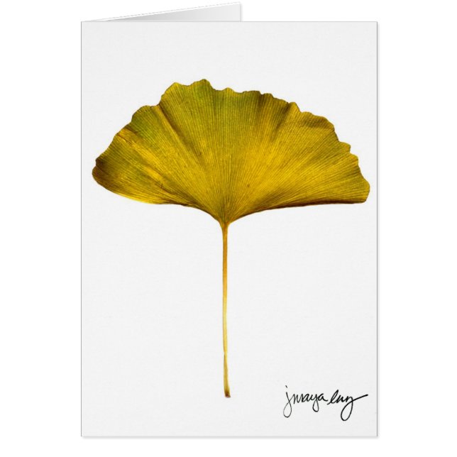 "Gingko" by J. Maya Luz (Front)