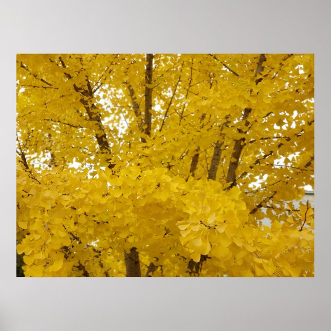 Gingko Tree in Autumn Poster (Front)