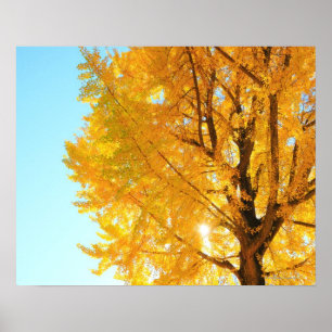 Gingko Tree, Nagano Prefecture, Japan Poster