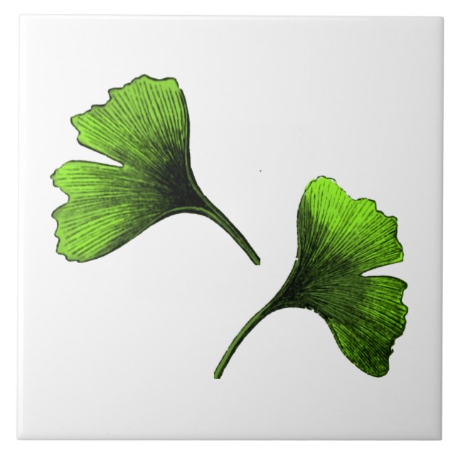 Ginkgo Biloba Leaves Botanical Art Tile (Front)