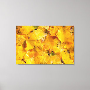 Ginkgo Biloba leaves Canvas Print