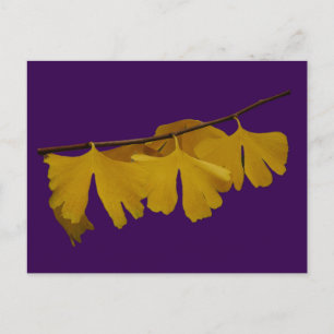 Ginkgo Biloba Leaves Postcard