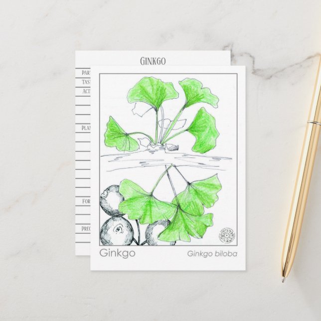 Ginkgo Biloba Medicinal Herb Study Postcard (Front/Back In Situ)