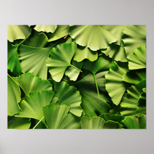 ginkgo biloba tree leaf nature plant texture poster